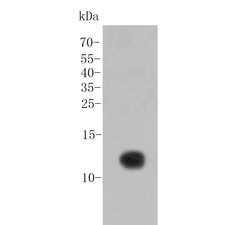 Invitrogen SDF1 Polyclonal Antibody 100 &mu;L; Unconjugated:Antibodies,