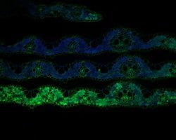 Invitrogen FMO Polyclonal Antibody 100 &mu;L; Unconjugated:Antibodies,
