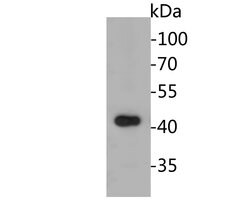 Invitrogen FMO Polyclonal Antibody 100 &mu;L; Unconjugated:Antibodies,