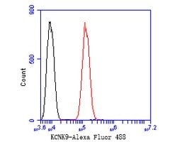 Invitrogen KCNK9 Polyclonal Antibody 100 &mu;L; Unconjugated:Antibodies,