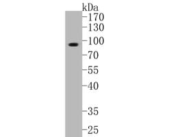 Invitrogen KCNK9 Polyclonal Antibody 100 &mu;L; Unconjugated:Antibodies,