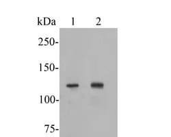 Invitrogen ATP8A1 Polyclonal Antibody 100 &mu;L; Unconjugated:Antibodies,