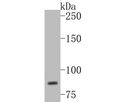 Invitrogen WDR70 Polyclonal Antibody 100 &mu;L; Unconjugated:Antibodies,