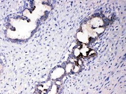 Invitrogen ATF6 Polyclonal Antibody 100 &mu;g; Unconjugated:Antibodies,