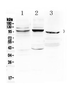 Invitrogen ATF6 Polyclonal Antibody 100 &mu;g; Unconjugated:Antibodies,