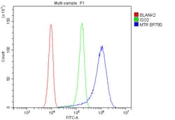 Invitrogen MTR Polyclonal Antibody 100 &mu;g; Unconjugated:Antibodies,