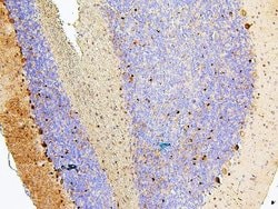 Invitrogen MTR Polyclonal Antibody 100 &mu;g; Unconjugated:Antibodies,