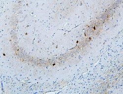 Invitrogen MTR Polyclonal Antibody 100 &mu;g; Unconjugated:Antibodies,