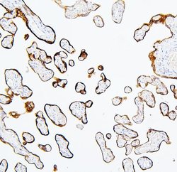 Invitrogen MTR Polyclonal Antibody 100 &mu;g; Unconjugated:Antibodies,