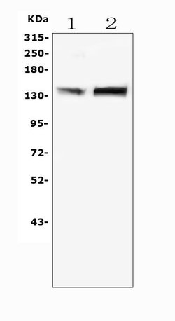 Invitrogen MTR Polyclonal Antibody 100 &mu;g; Unconjugated:Antibodies,