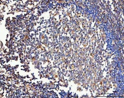 Invitrogen MRC1 Polyclonal Antibody 100 &mu;g; Unconjugated:Antibodies,