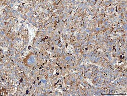 Invitrogen MRC1 Polyclonal Antibody 100 &mu;g; Unconjugated:Antibodies,