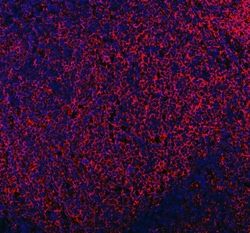 Invitrogen MRC1 Polyclonal Antibody 100 &mu;g; Unconjugated:Antibodies,
