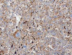 Invitrogen MRC1 Polyclonal Antibody 100 &mu;g; Unconjugated:Antibodies,