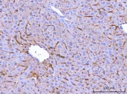 Invitrogen MRC1 Polyclonal Antibody 100 &mu;g; Unconjugated:Antibodies,