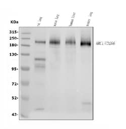 Invitrogen MRC1 Polyclonal Antibody 100 &mu;g; Unconjugated:Antibodies,