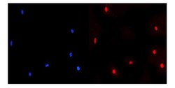 Invitrogen NUP214 Polyclonal Antibody 100 &mu;g; Unconjugated:Antibodies,