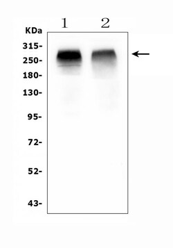Invitrogen ACACB Polyclonal Antibody 100 &mu;g; Unconjugated:Antibodies,