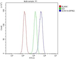 Invitrogen SCN11A Polyclonal Antibody 100 μg; Unconjugated:Antibodies,