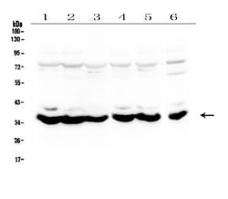 Invitrogen MT-ND4 Polyclonal Antibody 100 &mu;g; Unconjugated:Antibodies,