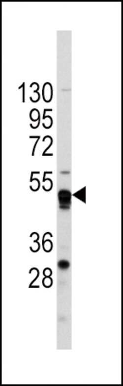 Invitrogen GATA4 Polyclonal Antibody 400 &mu;L; Unconjugated:Antibodies,