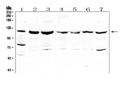 Invitrogen HOIP Polyclonal Antibody 100 &mu;g; Unconjugated:Antibodies,
