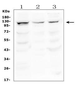 Invitrogen HERC5 Polyclonal Antibody 100 &mu;g | Buy Online | Invitrogen&trade; | Fisher Scientific