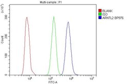 Invitrogen CLIF Polyclonal Antibody 100 &mu;g; Unconjugated:Antibodies,