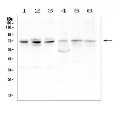 Invitrogen CLIF Polyclonal Antibody 100 &mu;g; Unconjugated:Antibodies,
