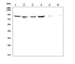 Invitrogen ALDH18A1 Polyclonal Antibody 100 &mu;g; Unconjugated:Antibodies,