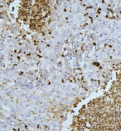 Invitrogen PEF1 Polyclonal Antibody 100 &mu;g | Buy Online | Invitrogen&trade; | Fisher Scientific