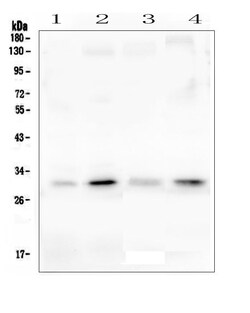 Invitrogen PEF1 Polyclonal Antibody 100 &mu;g | Buy Online | Invitrogen&trade; | Fisher Scientific