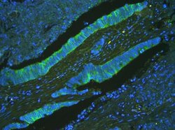 Invitrogen ATP5G1/2/3 Polyclonal Antibody 100 &mu;g; Unconjugated:Antibodies,