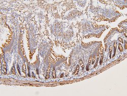 Invitrogen ATP5G1/2/3 Polyclonal Antibody 100 &mu;g; Unconjugated:Antibodies,