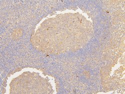 Invitrogen ATP5G1/2/3 Polyclonal Antibody 100 &mu;g; Unconjugated:Antibodies,