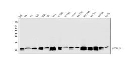 Invitrogen ATP5G1/2/3 Polyclonal Antibody 100 &mu;g; Unconjugated:Antibodies,