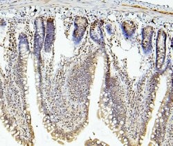 Invitrogen RNF169 Polyclonal Antibody 100 &mu;g; Unconjugated:Antibodies,