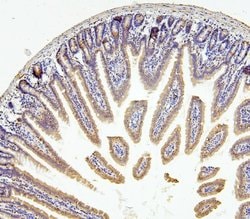 Invitrogen RNF169 Polyclonal Antibody 100 &mu;g; Unconjugated:Antibodies,