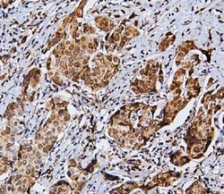 Invitrogen RNF169 Polyclonal Antibody 100 &mu;g; Unconjugated:Antibodies,
