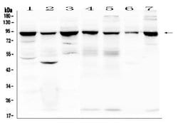 Invitrogen RNF169 Polyclonal Antibody 100 &mu;g; Unconjugated:Antibodies,