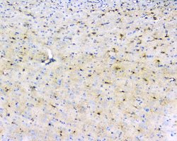 Invitrogen LRTOMT Polyclonal Antibody 100 &mu;g; Unconjugated:Antibodies,