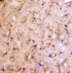 Invitrogen LRTOMT Polyclonal Antibody 100 &mu;g; Unconjugated:Antibodies,