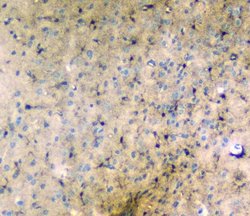 Invitrogen LRTOMT Polyclonal Antibody 100 &mu;g; Unconjugated:Antibodies,