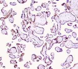 Invitrogen LRTOMT Polyclonal Antibody 100 &mu;g; Unconjugated:Antibodies,