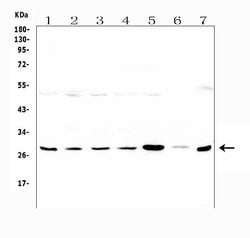 Invitrogen LRTOMT Polyclonal Antibody 100 &mu;g; Unconjugated:Antibodies,