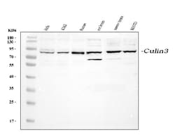 Invitrogen CUL3 Polyclonal Antibody 100 &mu;g; Unconjugated:Antibodies,