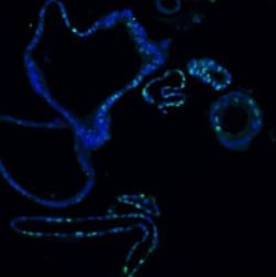 Invitrogen Ki67 Polyclonal Antibody 100 &mu;g; Unconjugated:Antibodies,