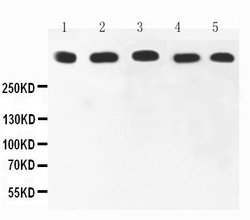 Invitrogen Ki67 Polyclonal Antibody 100 &mu;g; Unconjugated:Antibodies,