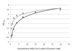 Invitrogen SARS-CoV-2 Spike Protein (RBD) Polyclonal Antibody 100 &mu;L;
