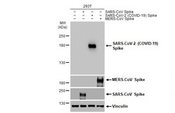 Invitrogen SARS-CoV-2 Spike Protein (RBD) Polyclonal Antibody 100 &mu;L;